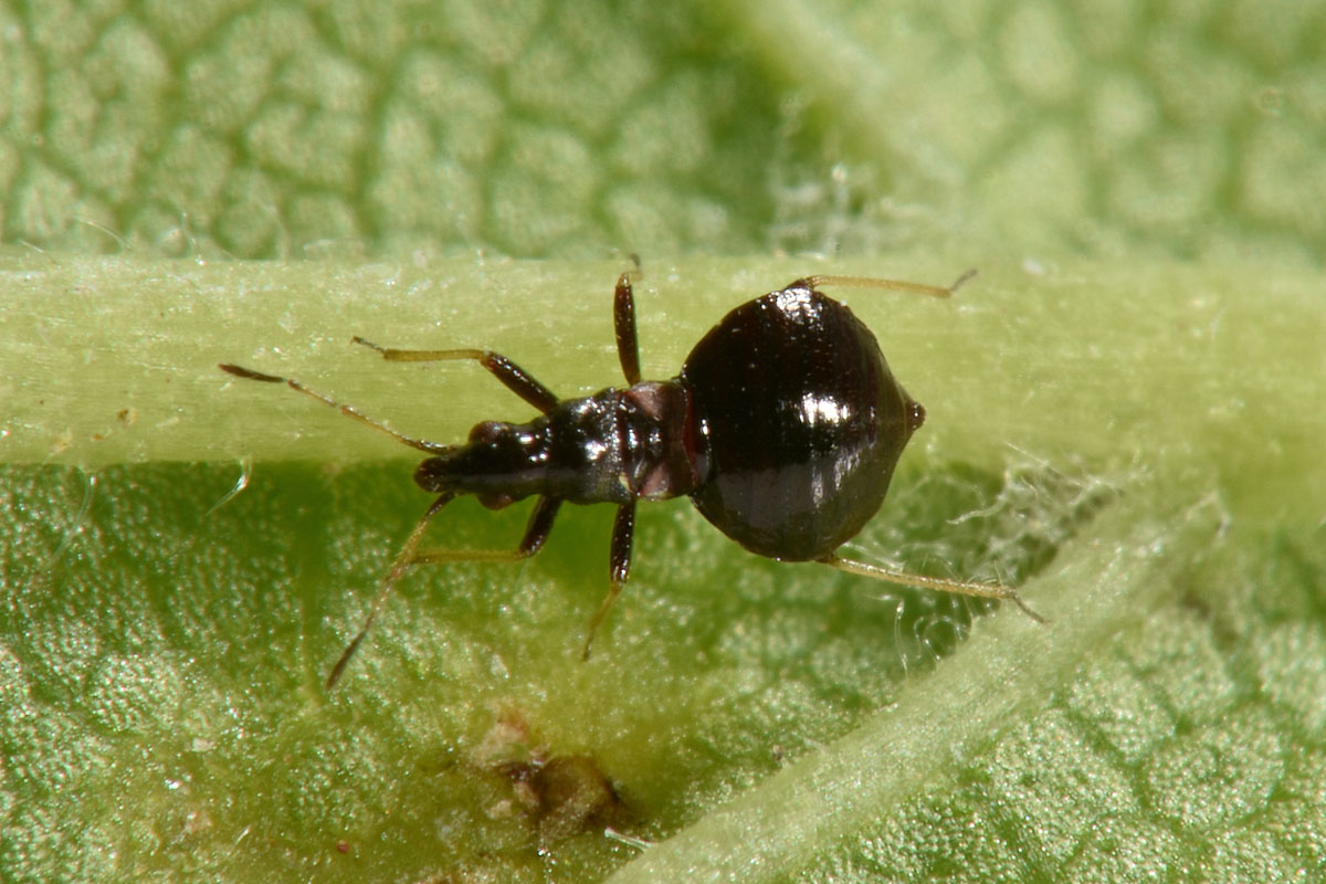 Microphysidae? S, Loricula freyi, femmina e maschio (adulto e ninfa) dell''Abruzzo